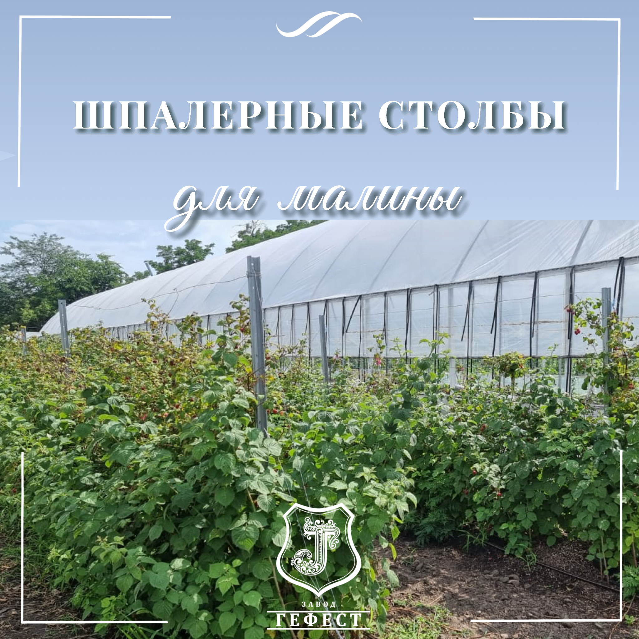 Шпалера для малины из оцинкованной стали